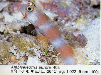Amblyeleotris aurora